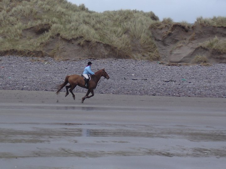 Koně a jezdectví v Irsku